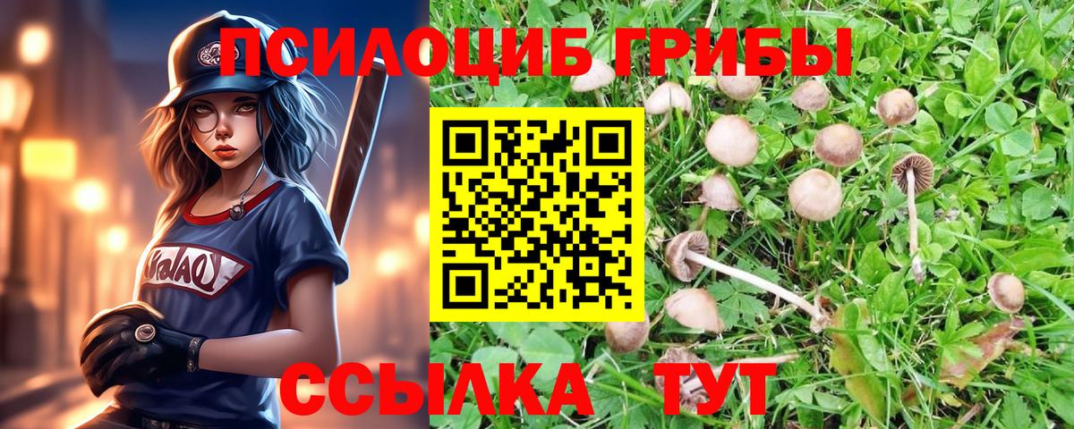Псилоцибиновые грибы Psilocybine cubensis Елизово
